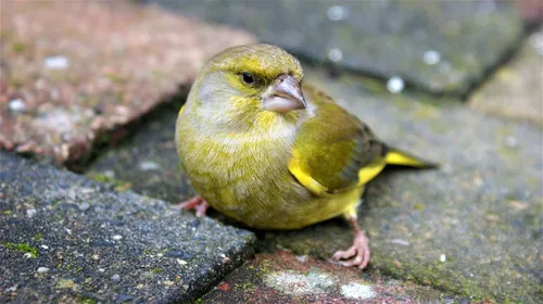 groenling fotorieth pixabay