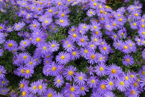 herfstasters elsemargriet pixabay