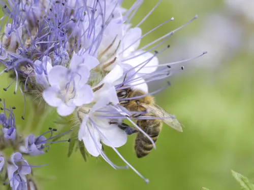 honingbij op phacelia nvb