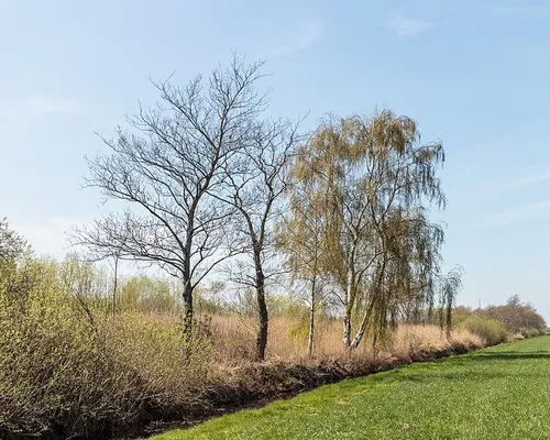 houtwal aan begin van blokslootpolder agnes monkelbaan cc by sa 40 wikimedia