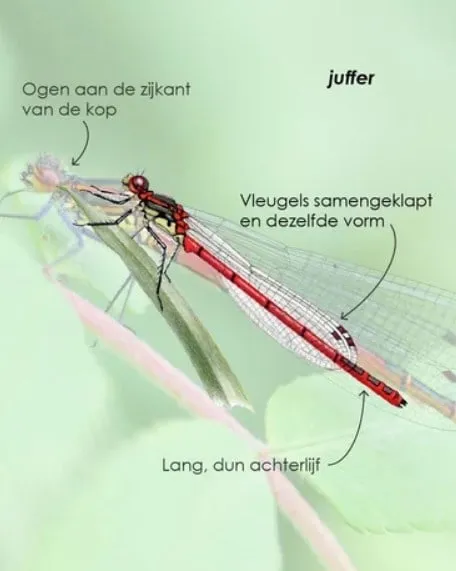 juffer