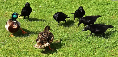 kraaien en eenden alexas fotos pixabay