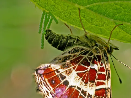 landkaartje eitjes afzettend kars veling