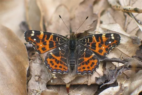 landkaartje holger groschl wikimedia
