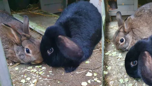 mamsi denzel dierentehuis arnhem en omstreken