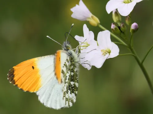 oranjetipje kars veling scaled 1