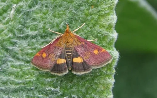 pyrausta aurata muntvlindertje svdmolen cc by sa 30 wikimedia