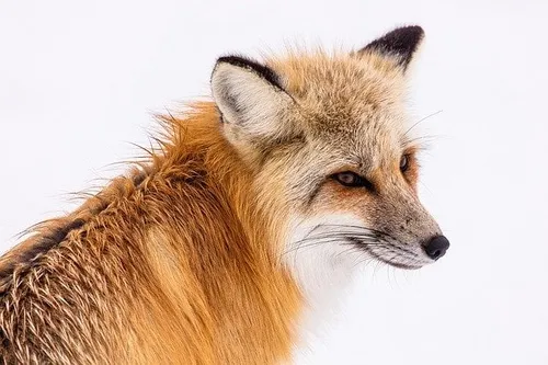 red fox 2230731 640