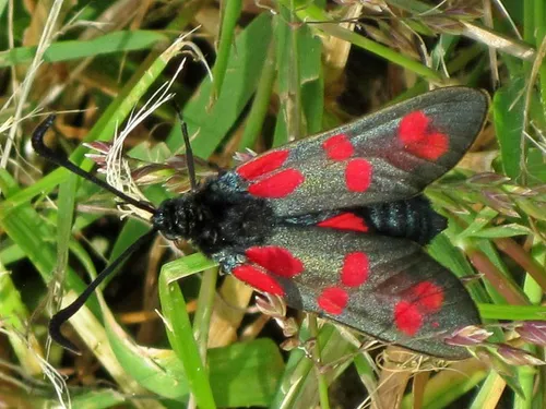 sint jansvlinder bjschoenmakers wikimedia