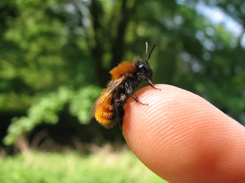 vosje andrena fulva jochem kuhnen