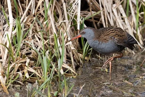 water rail 5111577 640
