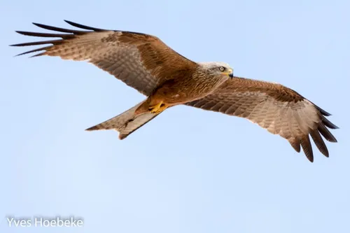 Foto: Yves Hoebeke, CC-BY-SA-2.0