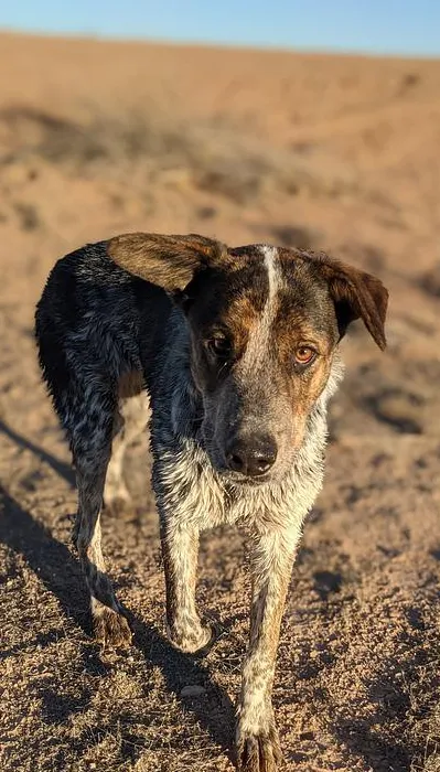 zwerfhond sabolaslo pixabay