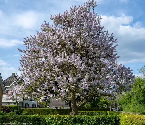 anna pauwlonaboom 78550