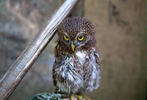 Steenuil gyulche1 Pixabay