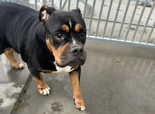 Huisdier van de week - Taja - Dierentehuis Arnhem en omstreken (1)