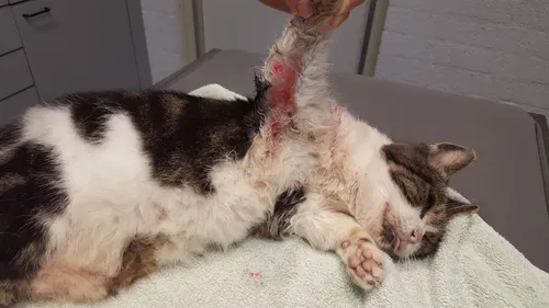 de overleden kat van monika