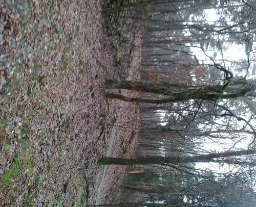 natuurbegraafplaats 2 e1451212363605