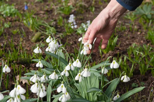 02 sneeuwklokjesfeest 2 evn3454