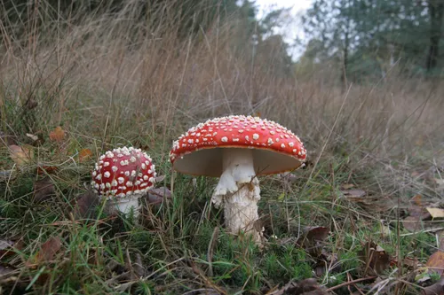 2006 robbert maas npdhv zwam 4