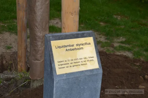 22 5 planten boom gemeentehuis 13