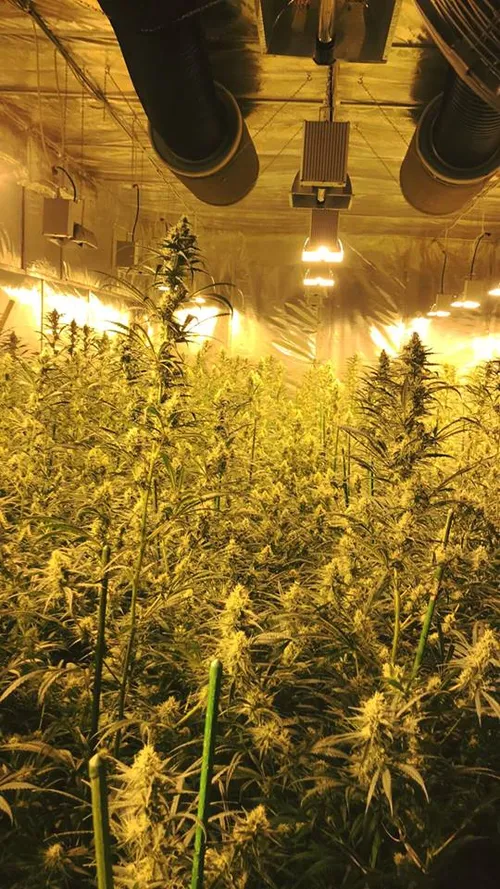 53364381 2559794790701591 5074249353346940928 n