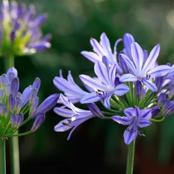 agapanthus