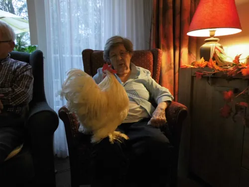 beestenboel op beekdal 9