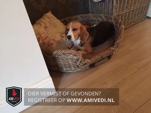 begagle fleur wolfheze