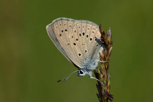 gentiaanblauwtje rob zweers flickr