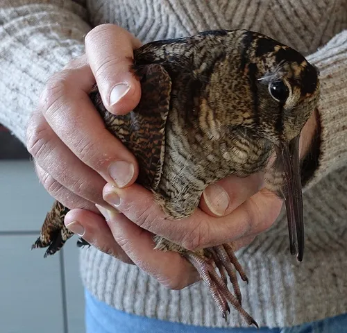 houtsnip ellywa wikimedia cc by sa 40