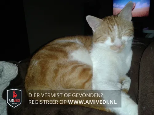 kater guus