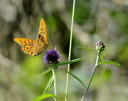 keizersmantel 2 yvonne huijbens pixabay