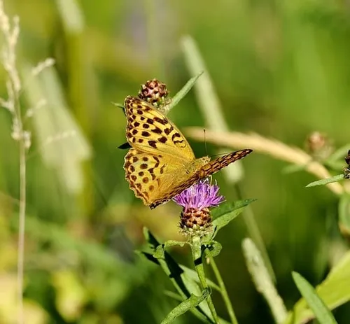 keizersmantel yvonne huijbens pixabay