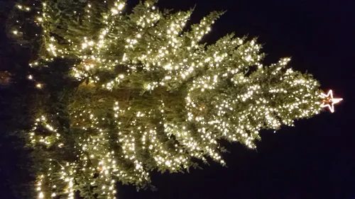 kerstboom wolfheze 6 e1480278083174