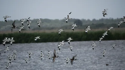 kivieten tom rabe pixabay