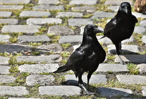 kraaien alexas fotos pixabay