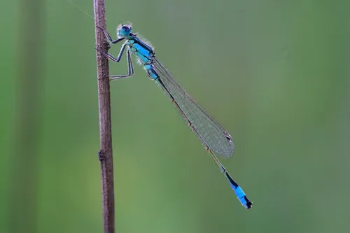 lantaarntje 942784 pixabay