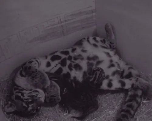 nevelpanter drieling