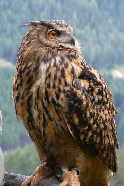 oehoe elsemargriet pixabay