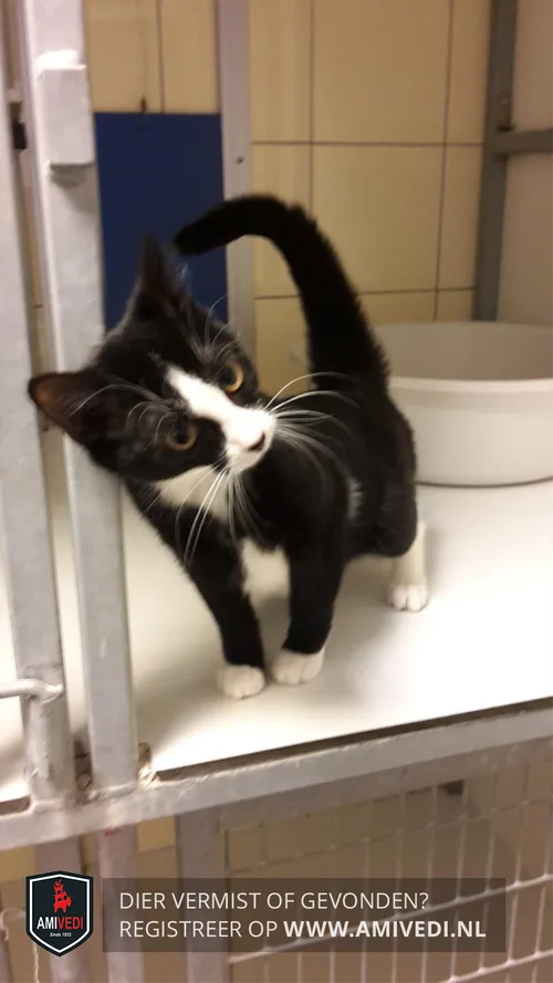 poes gevonden renkum