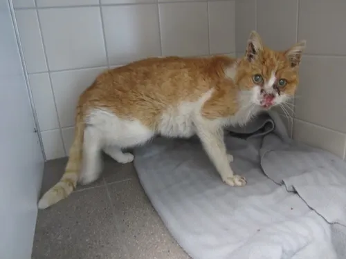 rode kater bothastraat gewond