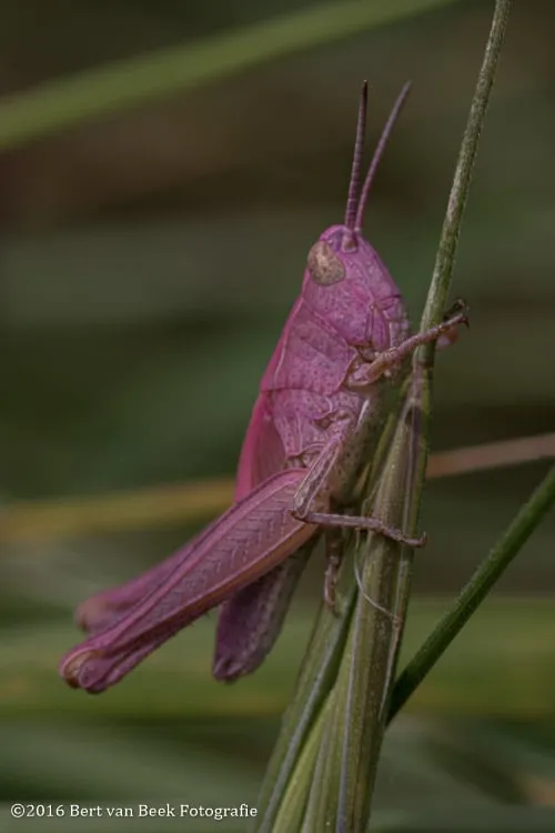 roze sprinkhaan bert van beek 3