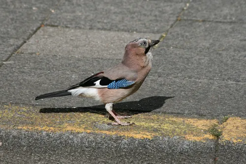 vlaamse gaai ajrmk pixabay