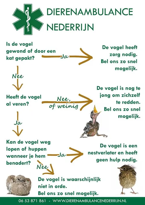 vogels