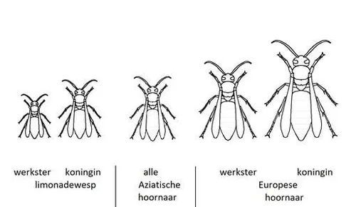 ware grote aziatische hornaar in vergelijking met wespen