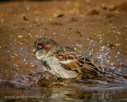 water bath housesparrow naturethroughthelens andymorffew morffew 383507