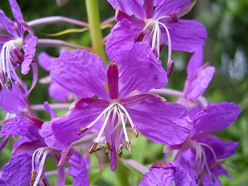 wilgenroosje teunspaans wikimedia cc by sa 30