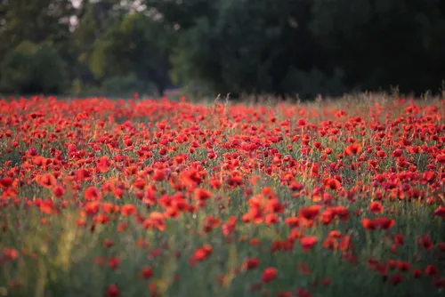 poppies goranh via pixabay