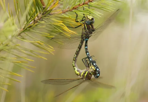 Twee Venglazenmakers